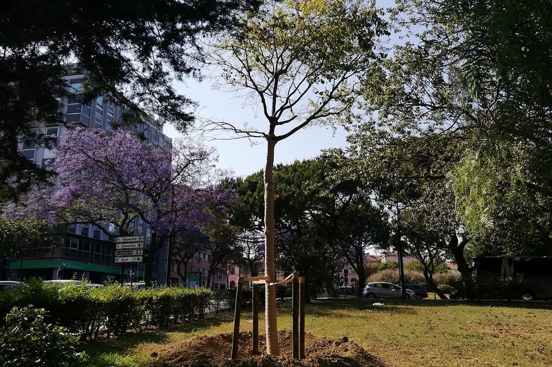 Árvore transplantada da Av. da Liberdade para o Parque Eduardo VII