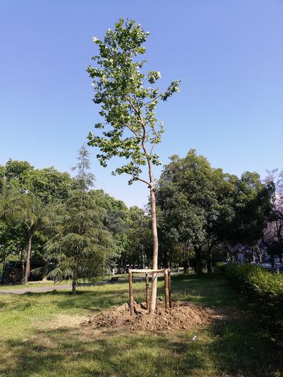 Árvore transplantada da Av. da Liberdade para o Parque Eduardo VII