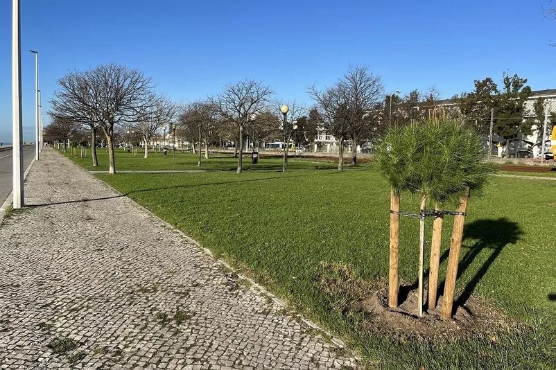 Obra do Plano de Drenagem garante plantação de árvores na Zona Ribeirinha